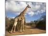 Giraffe (Giraffa Camelopardalis), Imfolozi Reserve, Kwazulu-Natal, South Africa, Africa-Ann & Steve Toon-Mounted Photographic Print