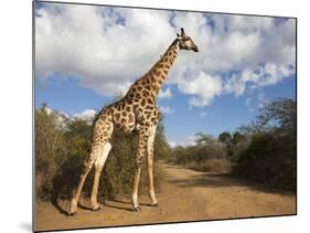 Giraffe (Giraffa Camelopardalis), Imfolozi Reserve, Kwazulu-Natal, South Africa, Africa-Ann & Steve Toon-Mounted Photographic Print