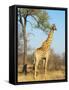 Giraffe (Giraffa Camelopardalis), Kapama Game Reserve, South Africa, Africa-Sergio Pitamitz-Framed Stretched Canvas