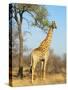 Giraffe (Giraffa Camelopardalis), Kapama Game Reserve, South Africa, Africa-Sergio Pitamitz-Stretched Canvas