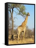 Giraffe (Giraffa Camelopardalis), Kapama Game Reserve, South Africa, Africa-Sergio Pitamitz-Framed Stretched Canvas
