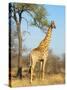 Giraffe (Giraffa Camelopardalis), Kapama Game Reserve, South Africa, Africa-Sergio Pitamitz-Stretched Canvas