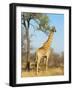 Giraffe (Giraffa Camelopardalis), Kapama Game Reserve, South Africa, Africa-Sergio Pitamitz-Framed Photographic Print