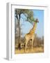 Giraffe (Giraffa Camelopardalis), Kapama Game Reserve, South Africa, Africa-Sergio Pitamitz-Framed Photographic Print