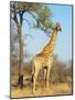 Giraffe (Giraffa Camelopardalis), Kapama Game Reserve, South Africa, Africa-Sergio Pitamitz-Mounted Photographic Print