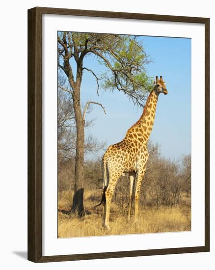 Giraffe (Giraffa Camelopardalis), Kapama Game Reserve, South Africa, Africa-Sergio Pitamitz-Framed Photographic Print