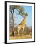 Giraffe (Giraffa Camelopardalis), Kapama Game Reserve, South Africa, Africa-Sergio Pitamitz-Framed Photographic Print