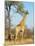 Giraffe (Giraffa Camelopardalis), Kapama Game Reserve, South Africa, Africa-Sergio Pitamitz-Mounted Photographic Print