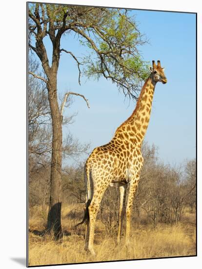 Giraffe (Giraffa Camelopardalis), Kapama Game Reserve, South Africa, Africa-Sergio Pitamitz-Mounted Photographic Print