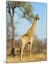 Giraffe (Giraffa Camelopardalis), Kapama Game Reserve, South Africa, Africa-Sergio Pitamitz-Mounted Photographic Print
