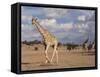 Giraffe (Giraffa Camelopardalis), Kgalagadi Transfrontier Park, Northern Cape, South Africa, Africa-Ann & Steve Toon-Framed Stretched Canvas