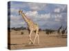 Giraffe (Giraffa Camelopardalis), Kgalagadi Transfrontier Park, Northern Cape, South Africa, Africa-Ann & Steve Toon-Stretched Canvas