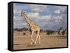 Giraffe (Giraffa Camelopardalis), Kgalagadi Transfrontier Park, Northern Cape, South Africa, Africa-Ann & Steve Toon-Framed Stretched Canvas