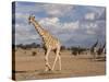 Giraffe (Giraffa Camelopardalis), Kgalagadi Transfrontier Park, Northern Cape, South Africa, Africa-Ann & Steve Toon-Stretched Canvas