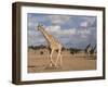 Giraffe (Giraffa Camelopardalis), Kgalagadi Transfrontier Park, Northern Cape, South Africa, Africa-Ann & Steve Toon-Framed Photographic Print