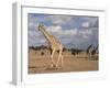 Giraffe (Giraffa Camelopardalis), Kgalagadi Transfrontier Park, Northern Cape, South Africa, Africa-Ann & Steve Toon-Framed Photographic Print