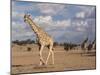 Giraffe (Giraffa Camelopardalis), Kgalagadi Transfrontier Park, Northern Cape, South Africa, Africa-Ann & Steve Toon-Mounted Photographic Print