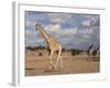 Giraffe (Giraffa Camelopardalis), Kgalagadi Transfrontier Park, Northern Cape, South Africa, Africa-Ann & Steve Toon-Framed Photographic Print