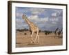 Giraffe (Giraffa Camelopardalis), Kgalagadi Transfrontier Park, Northern Cape, South Africa, Africa-Ann & Steve Toon-Framed Photographic Print