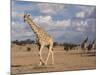Giraffe (Giraffa Camelopardalis), Kgalagadi Transfrontier Park, Northern Cape, South Africa, Africa-Ann & Steve Toon-Mounted Photographic Print