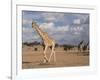 Giraffe (Giraffa Camelopardalis), Kgalagadi Transfrontier Park, Northern Cape, South Africa, Africa-Ann & Steve Toon-Framed Photographic Print