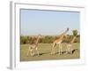 Giraffe (Giraffa Camelopardalis), Masai Mara, Kenya, East Africa, Africa-Sergio Pitamitz-Framed Photographic Print
