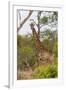 Giraffe (Giraffa camelopardalis), Mkhaya Game Reserve, Swaziland, Africa-Christian Kober-Framed Photographic Print