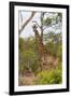 Giraffe (Giraffa camelopardalis), Mkhaya Game Reserve, Swaziland, Africa-Christian Kober-Framed Photographic Print