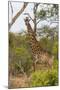 Giraffe (Giraffa camelopardalis), Mkhaya Game Reserve, Swaziland, Africa-Christian Kober-Mounted Photographic Print