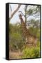 Giraffe (Giraffa camelopardalis), Mkhaya Game Reserve, Swaziland, Africa-Christian Kober-Framed Stretched Canvas