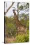 Giraffe (Giraffa camelopardalis), Mkhaya Game Reserve, Swaziland, Africa-Christian Kober-Stretched Canvas