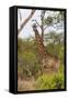 Giraffe (Giraffa camelopardalis), Mkhaya Game Reserve, Swaziland, Africa-Christian Kober-Framed Stretched Canvas