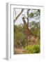 Giraffe (Giraffa camelopardalis), Mkhaya Game Reserve, Swaziland, Africa-Christian Kober-Framed Photographic Print