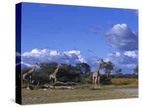 Giraffe, Giraffa Camelopardalis, Moremi Wildlife Reserve, Botswana, Africa-Thorsten Milse-Stretched Canvas