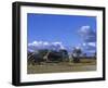 Giraffe, Giraffa Camelopardalis, Moremi Wildlife Reserve, Botswana, Africa-Thorsten Milse-Framed Photographic Print