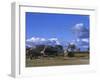 Giraffe, Giraffa Camelopardalis, Moremi Wildlife Reserve, Botswana, Africa-Thorsten Milse-Framed Photographic Print