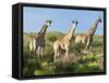 Giraffe (Giraffa Camelopardalis), Namibia, Africa-Nico Tondini-Framed Stretched Canvas