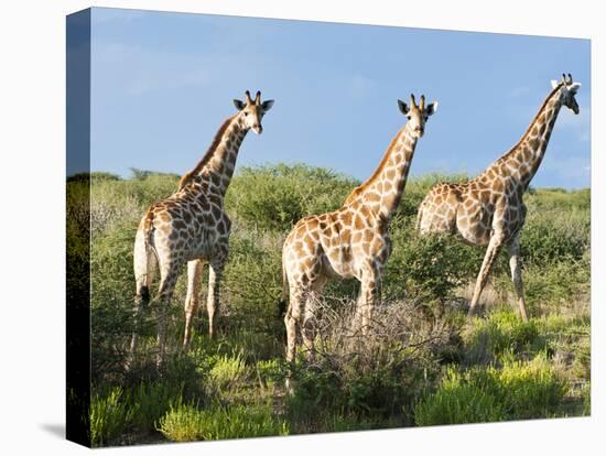 Giraffe (Giraffa Camelopardalis), Namibia, Africa-Nico Tondini-Stretched Canvas