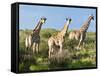 Giraffe (Giraffa Camelopardalis), Namibia, Africa-Nico Tondini-Framed Stretched Canvas