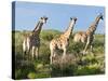 Giraffe (Giraffa Camelopardalis), Namibia, Africa-Nico Tondini-Stretched Canvas