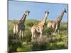 Giraffe (Giraffa Camelopardalis), Namibia, Africa-Nico Tondini-Mounted Photographic Print