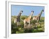 Giraffe (Giraffa Camelopardalis), Namibia, Africa-Nico Tondini-Framed Photographic Print