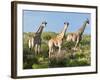 Giraffe (Giraffa Camelopardalis), Namibia, Africa-Nico Tondini-Framed Photographic Print