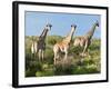 Giraffe (Giraffa Camelopardalis), Namibia, Africa-Nico Tondini-Framed Photographic Print