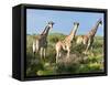 Giraffe (Giraffa Camelopardalis), Namibia, Africa-Nico Tondini-Framed Stretched Canvas