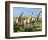 Giraffe (Giraffa Camelopardalis), Namibia, Africa-Nico Tondini-Framed Photographic Print