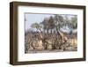 Giraffe (Giraffa Camelopardalis), Okavango Delta, Botswana, Africa-Sergio Pitamitz-Framed Photographic Print
