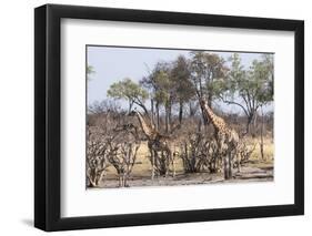 Giraffe (Giraffa Camelopardalis), Okavango Delta, Botswana, Africa-Sergio Pitamitz-Framed Photographic Print