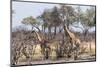 Giraffe (Giraffa Camelopardalis), Okavango Delta, Botswana, Africa-Sergio Pitamitz-Mounted Photographic Print