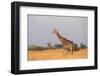 Giraffe (Giraffa camelopardalis), Okavango Delta, Botswana, Africa-Sergio Pitamitz-Framed Photographic Print
